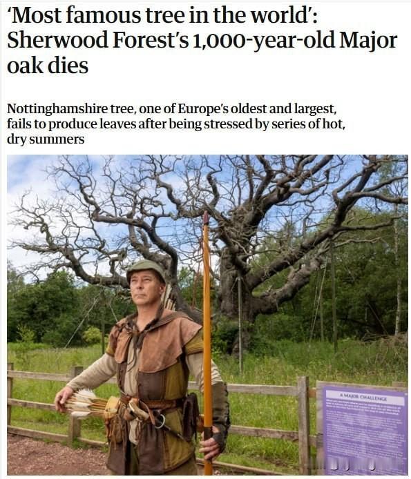🇬🇧 英国：“罗宾汉橡树”走到了生命的尽头

据英国《卫报》报道，那棵著名的