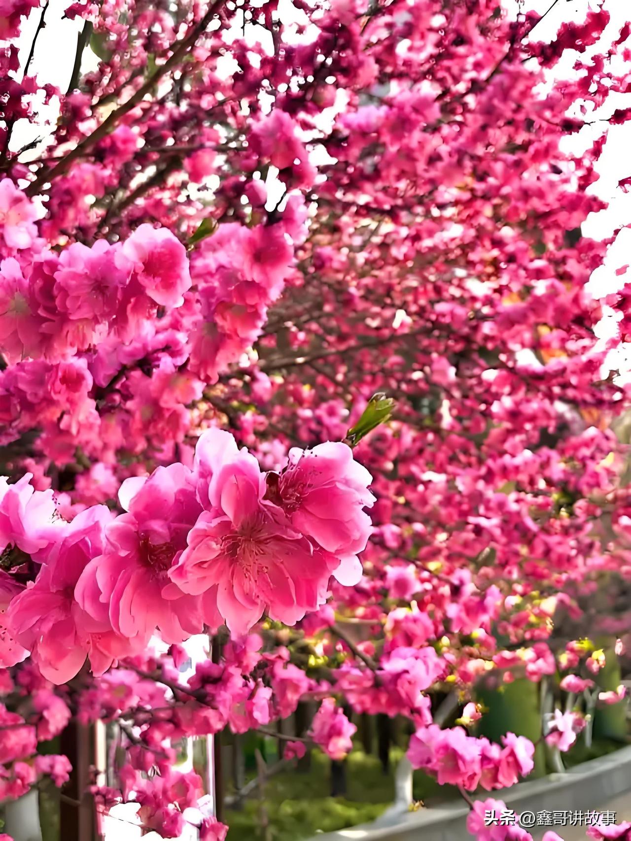 春风一吹，所有遗憾都被温柔化解，新的期盼也跟着悄悄发芽。站在明媚春光里，每个人心