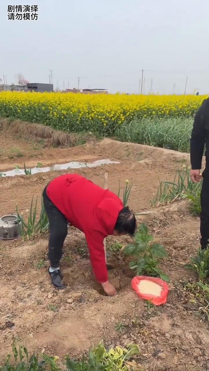 儿子给萝卜施肥挖出来，母亲看到赶紧阻止他。
母子两个来菜园干农活，谁知丈夫用锄头