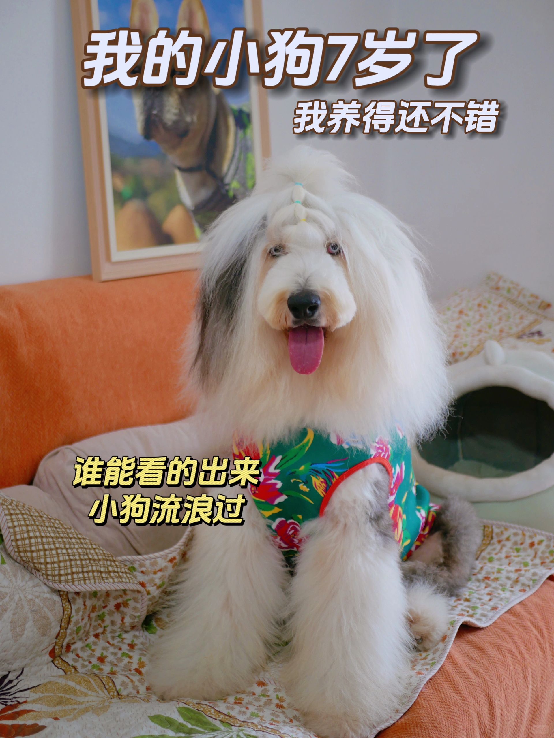 养流浪小狗4年，它7岁了，我养得还不错！