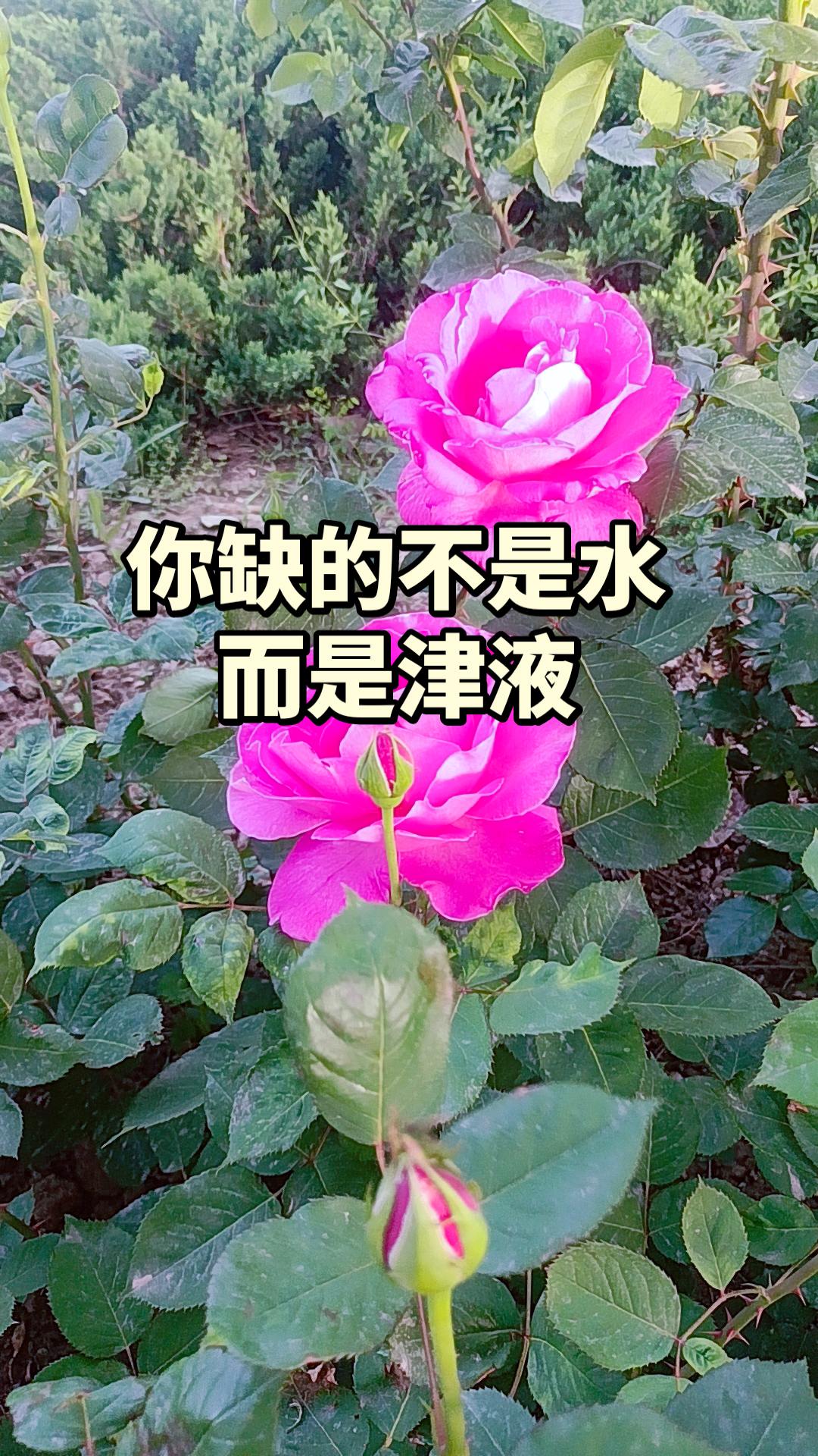 倪师倪海厦老师讲中医 缺津液中医传承