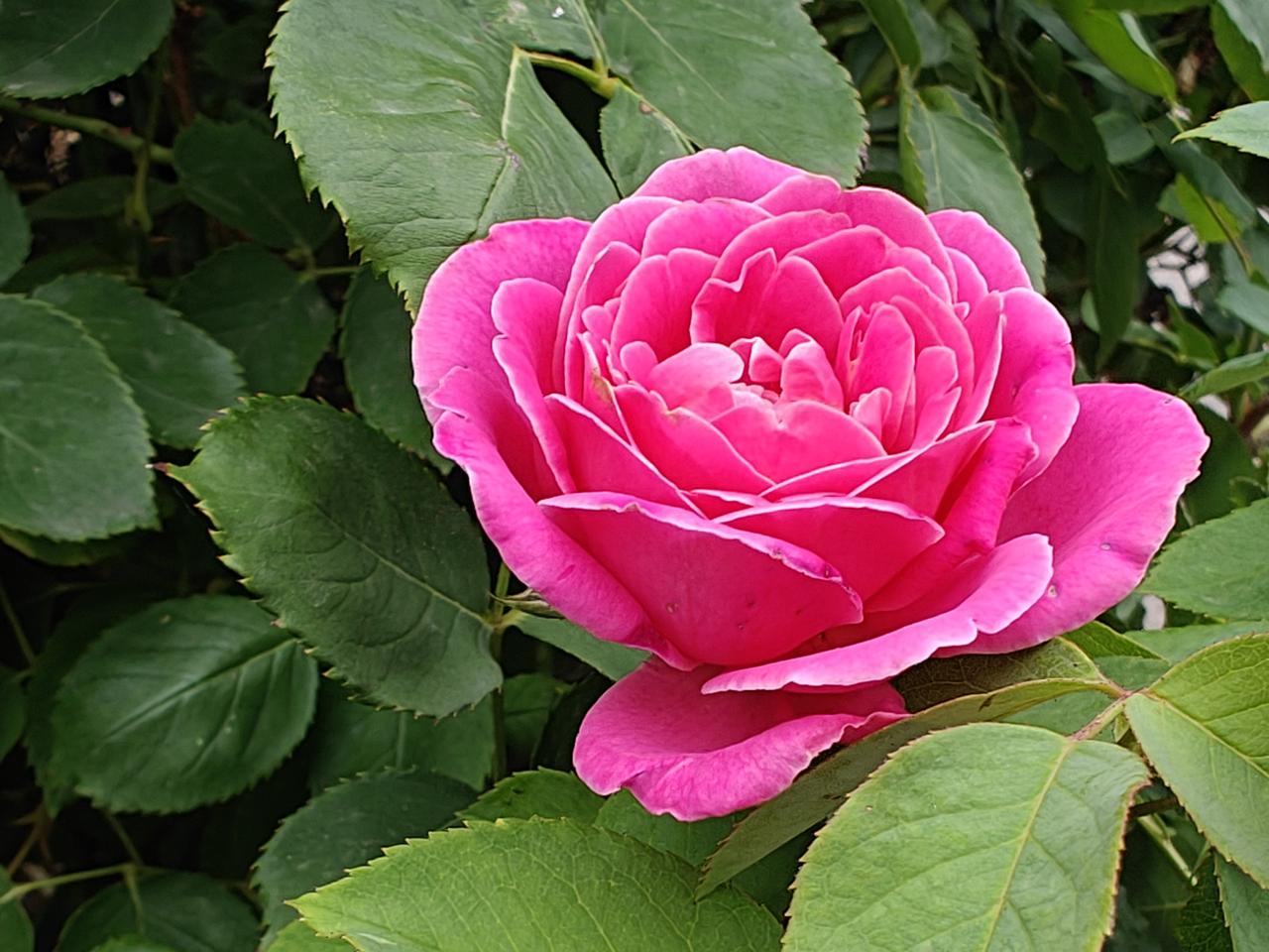 今日夏至，祝大家安康，生活像花儿一样美好。