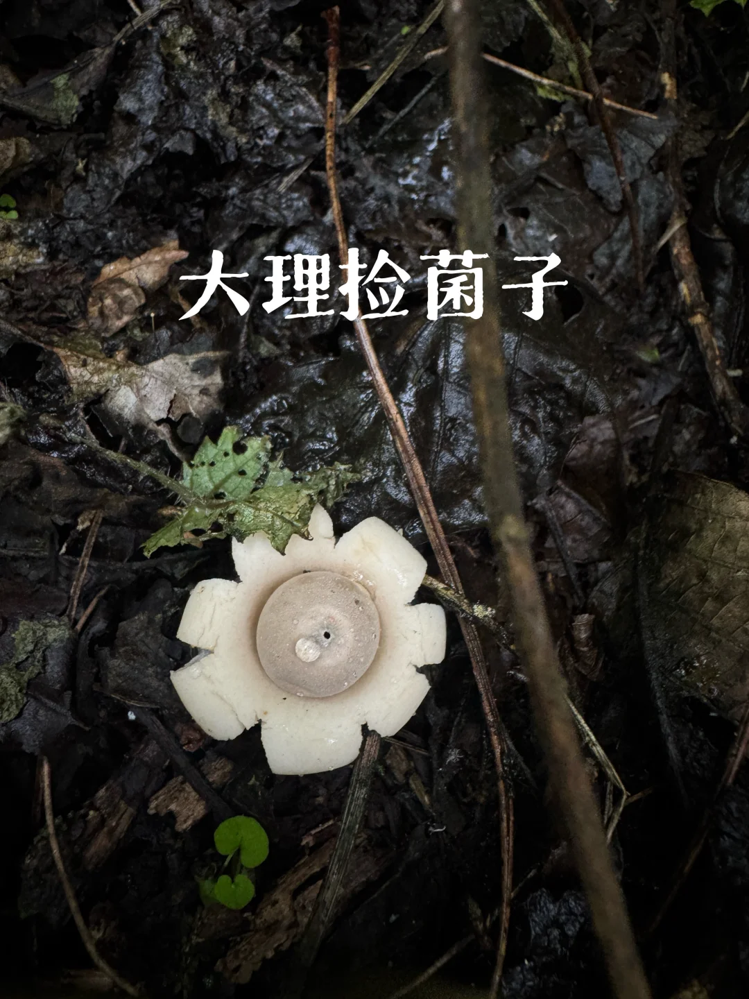 大理亲子捡菌子 | 今天捡到的蘑菇好漂亮！