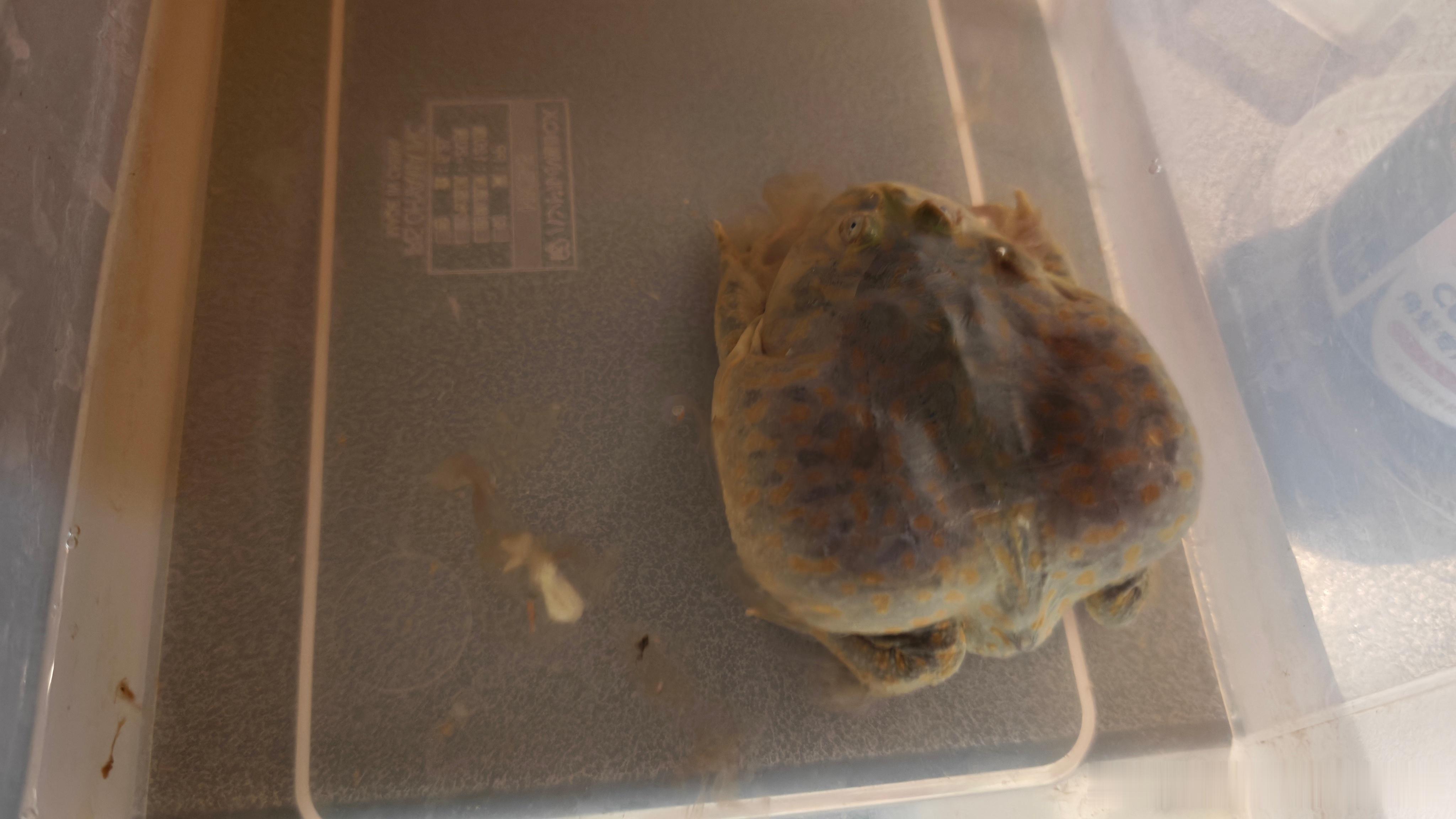 有养小丑蛙的兄弟姐妹吗？我儿让我找大家求助拉白屎是不是就是得肠炎了？应该怎么办？