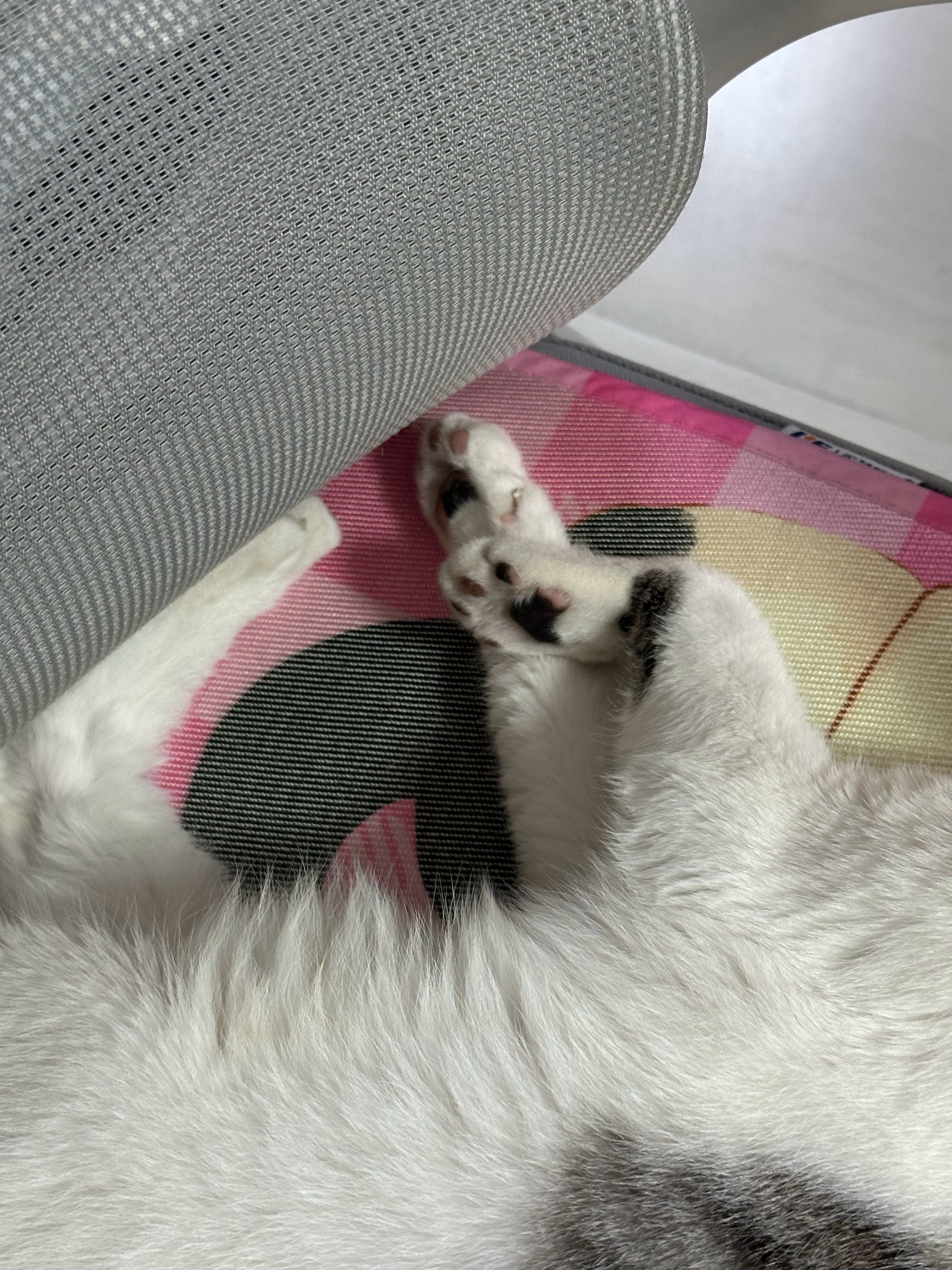 忧郁猪 