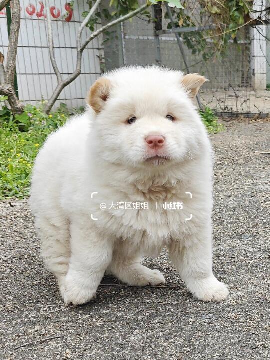 大毛量大睫毛也遮挡不住你圆圆的眼睛。