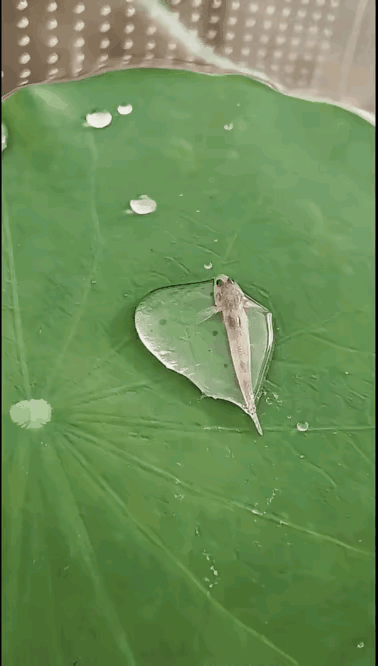 鱼，自娱自乐，自给欢喜，不需要观众，我自演自赏，今日玩伴，我自己