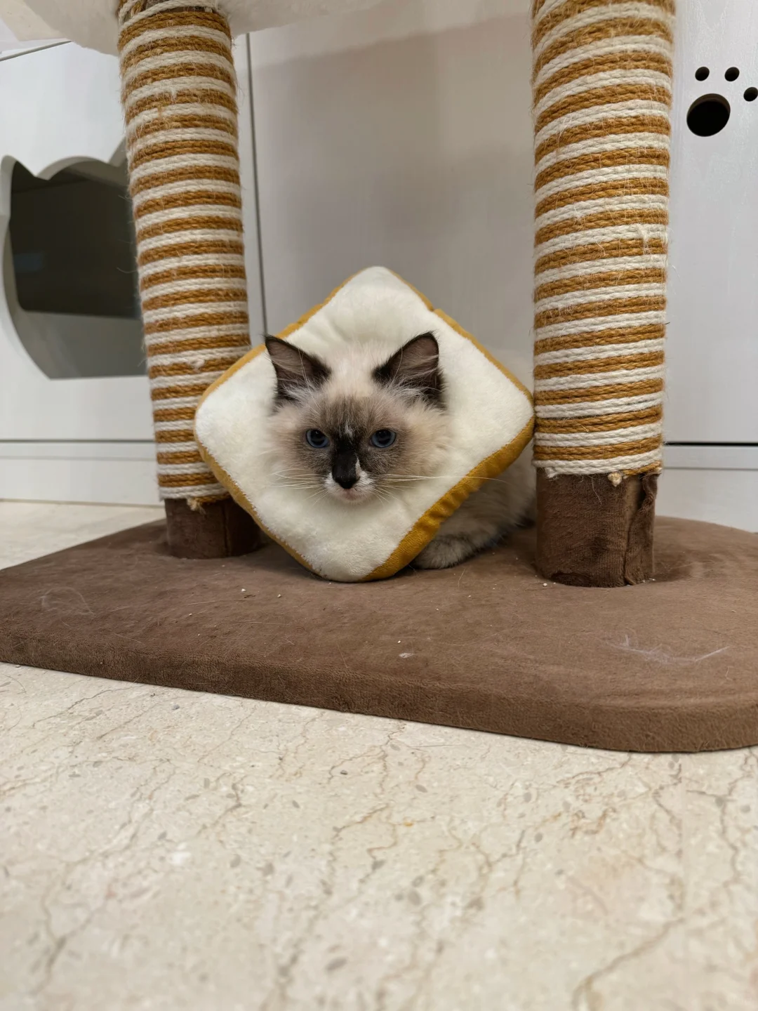 阿布在生闷气，因为恼湿不让宝宝吃大猫的粮