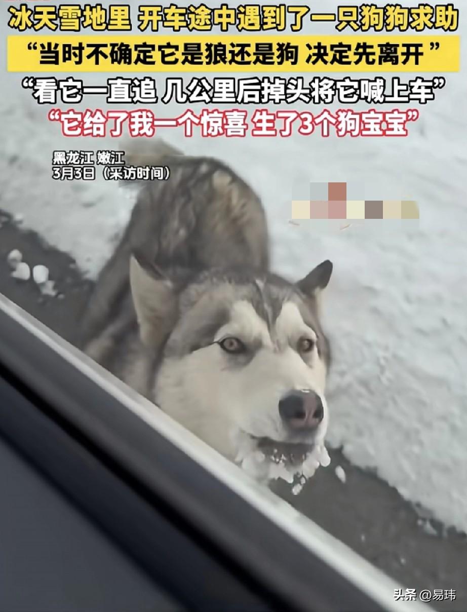 泪目了！三月的东北依旧冰天雪地，这天一位小姐姐开车回家，开车途中在路边遇到一只酷