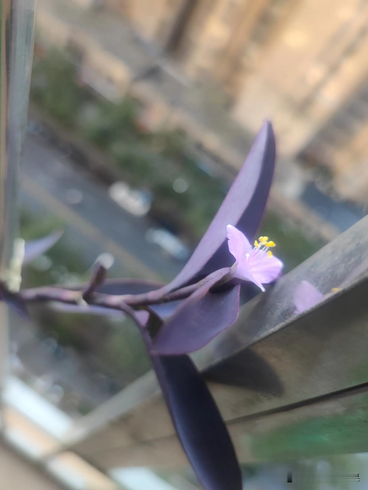 早上又来看看我的花花草草们了

今日份紫色小花来袭

我反正不认识这个花叫什么名