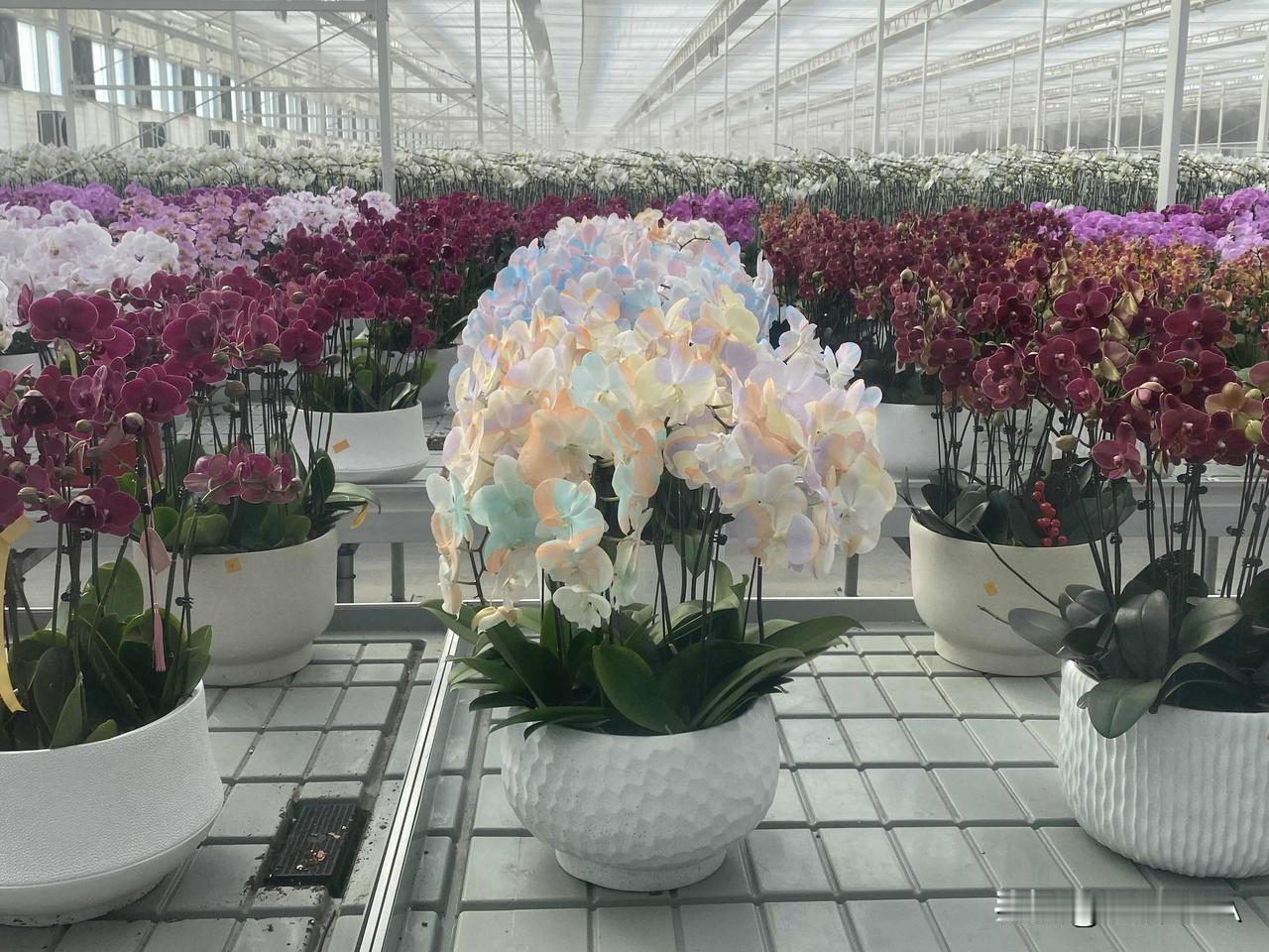 蝴蝶兰花语

• 我爱你、幸福向你飞来

• 高洁、优雅、珍贵、忠诚、智慧￼￼￼