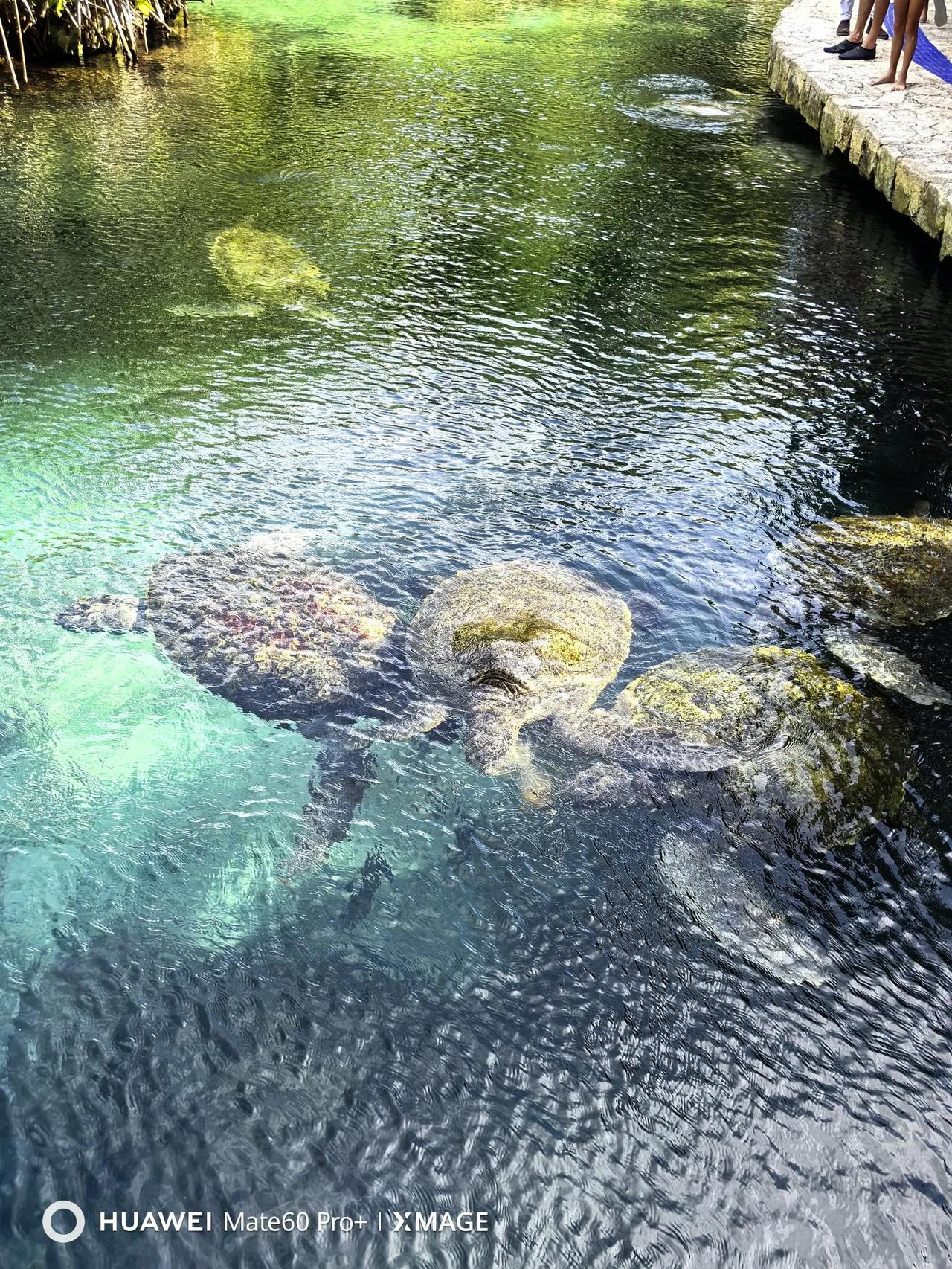 玛雅文化遗址iconiconXcaret（西卡莱特公园）生态主题公园（4）水族馆