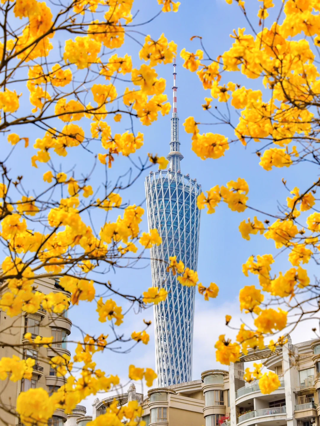 广州｜黄花风铃木🌼玉兰花🌸爆花啦！