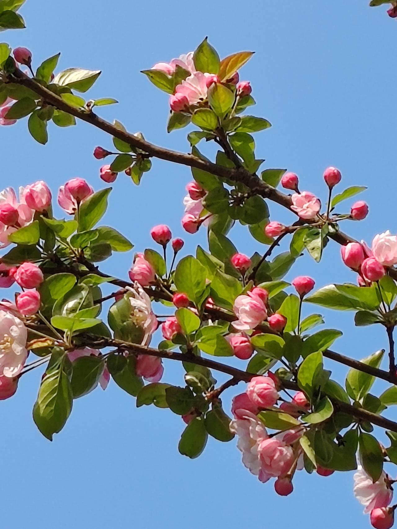 晒图笔记大赛春天的随手拍。