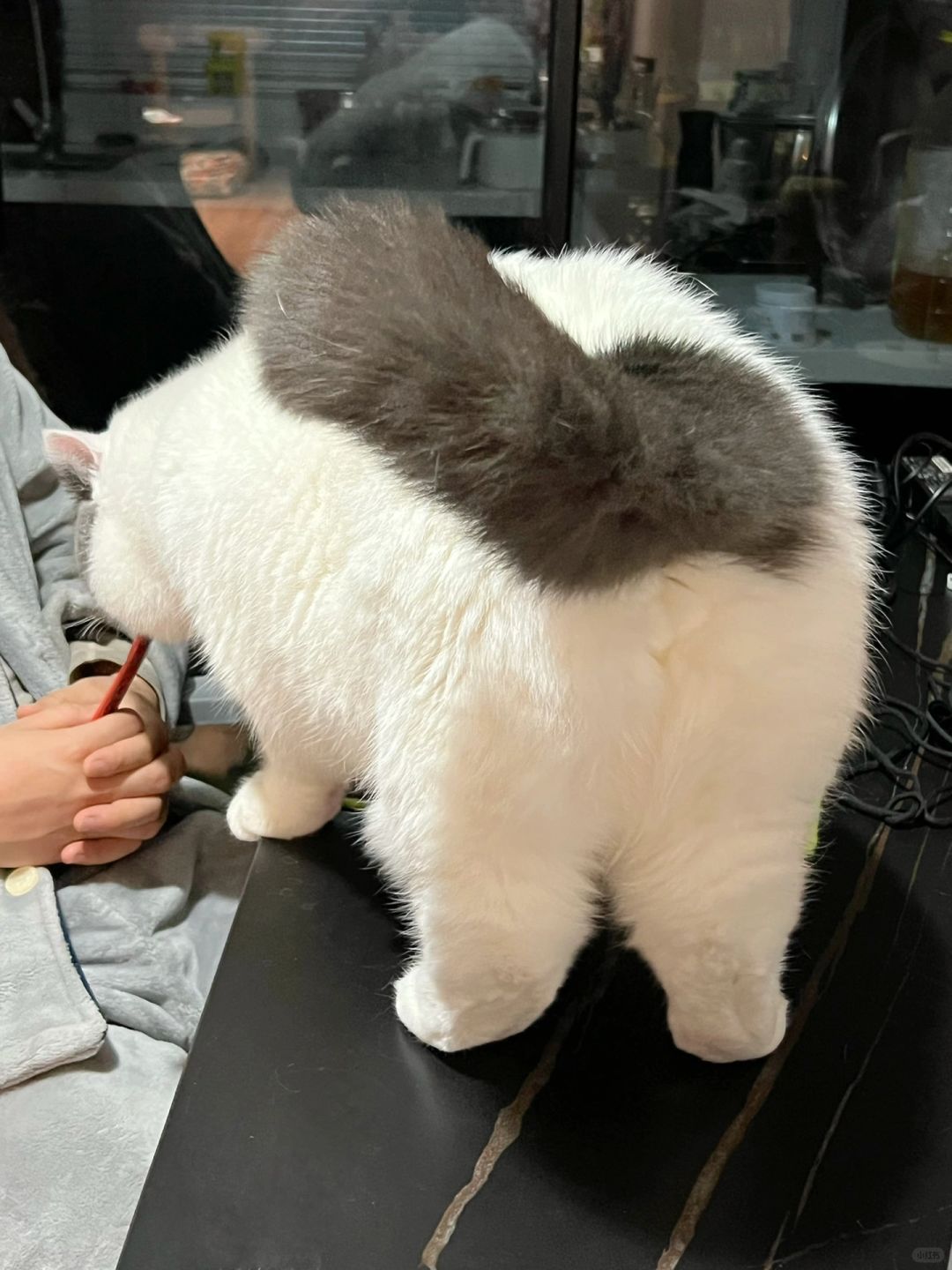 猫：你们随便看，我可不会放屁喔！