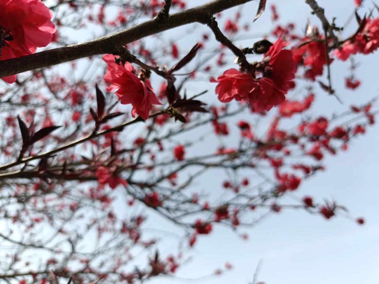 姹紫嫣红春正浓