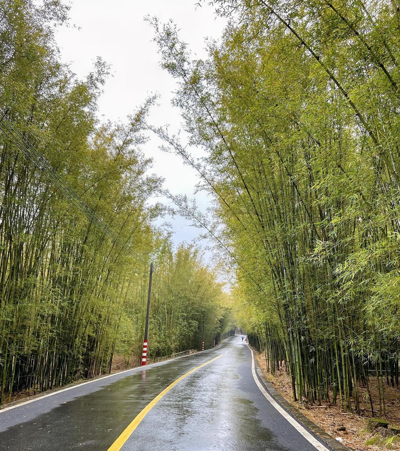 穿过竹林去旅行，新鲜空气迎面来。