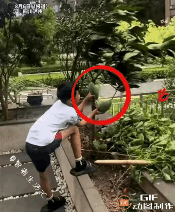 大风天里，男孩为护住芒果，双手紧紧扶住，始终不松开。所幸只有两个芒果，要是再多一
