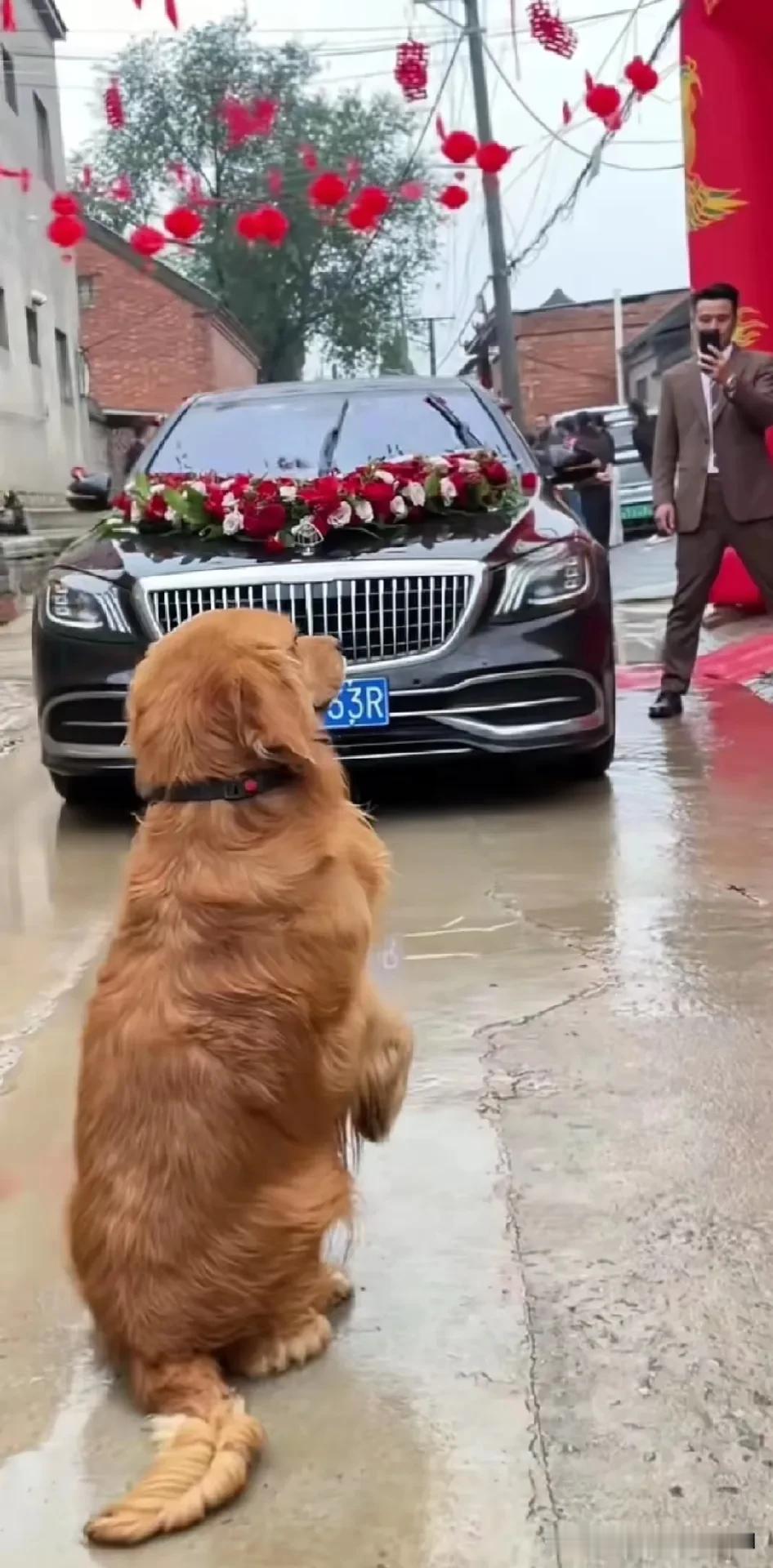 这只狗狗简直成精了，会拦婚车讨要红包，关键是每次人家还都给它，少则五十 多则二百