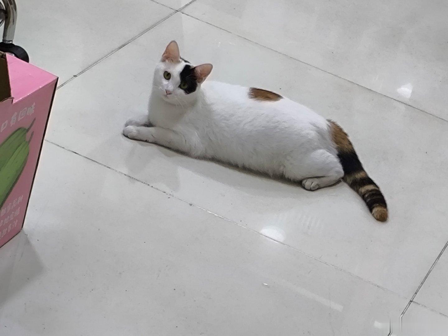 广而告之 这只小猫当妈妈了！ 
