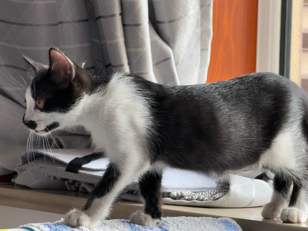 “牵来一头牛”daily奶牛猫 （投稿：） 