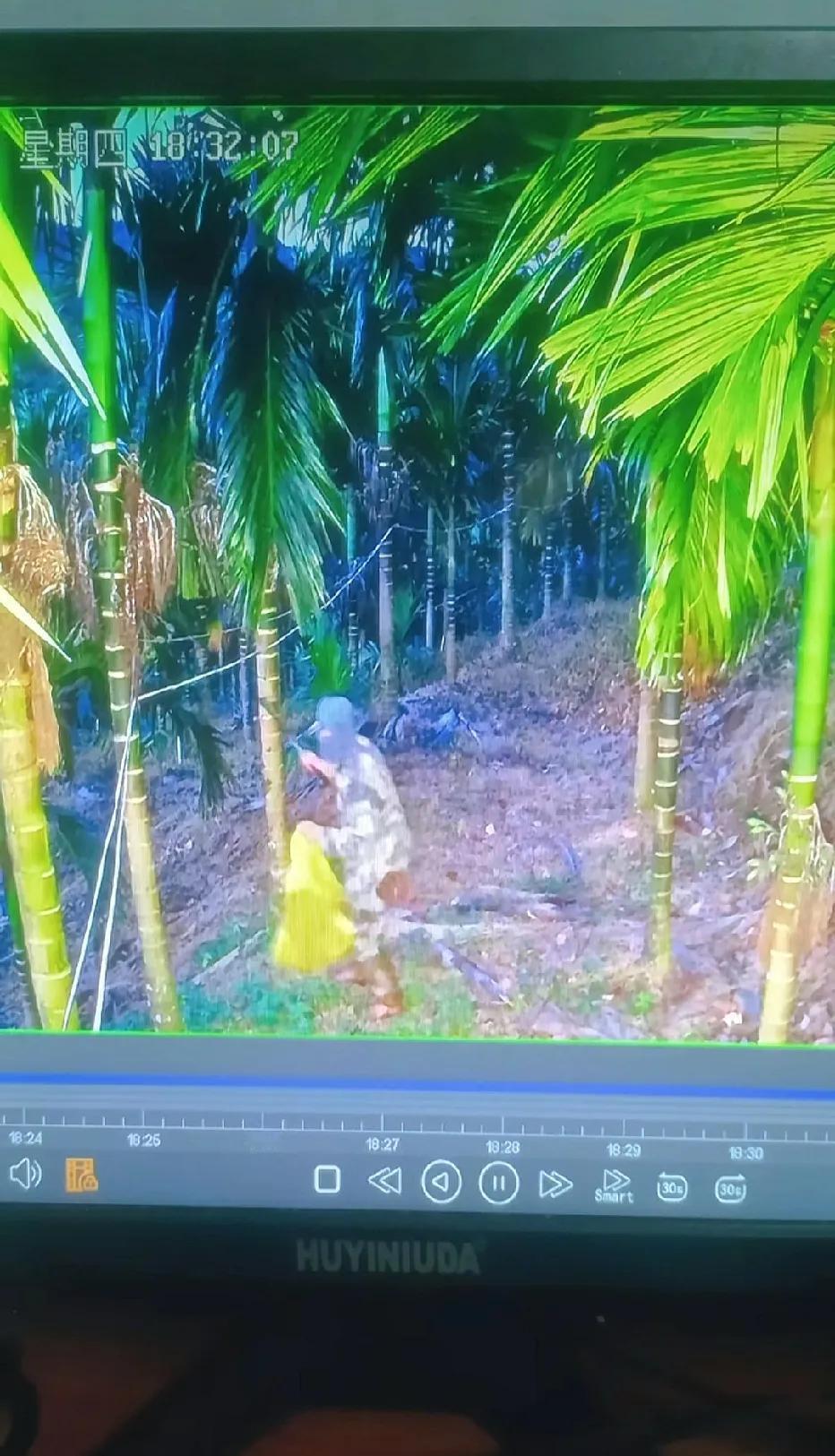 偷槟榔的，都学会戴脸罩了，然后肆无忌惮的割槟榔，监控大晚上检测到人，灯光突然亮了
