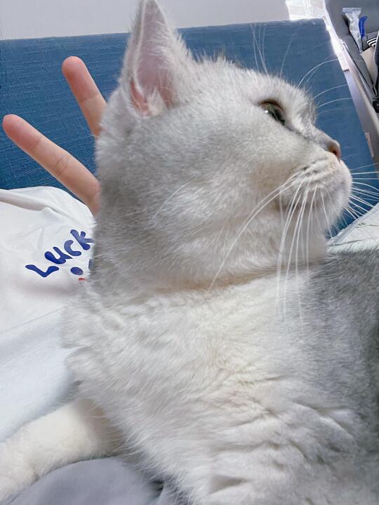 这小猫咪还挺会的～！猫猫