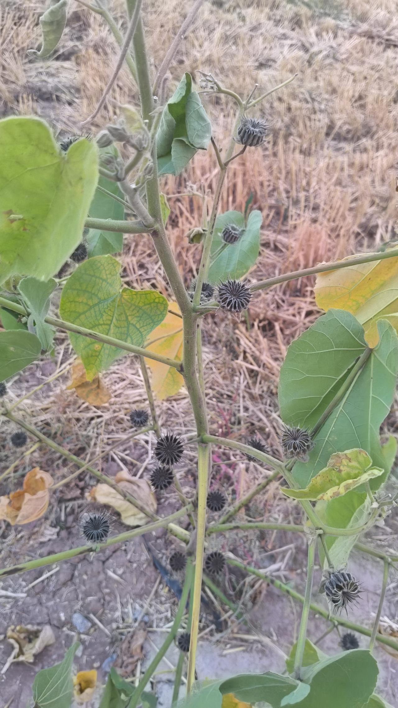 青麻
        今天无意间在田间地头看到了这两株青麻，已经很少见到这种作物