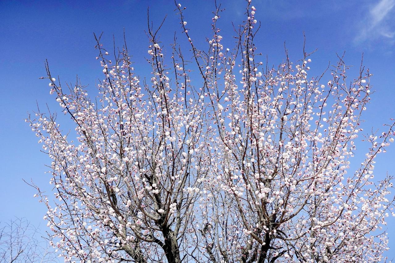 凌源景观系列之五十——乌兰白梅花
​        凌源乌兰白乡十二官村北山坡上