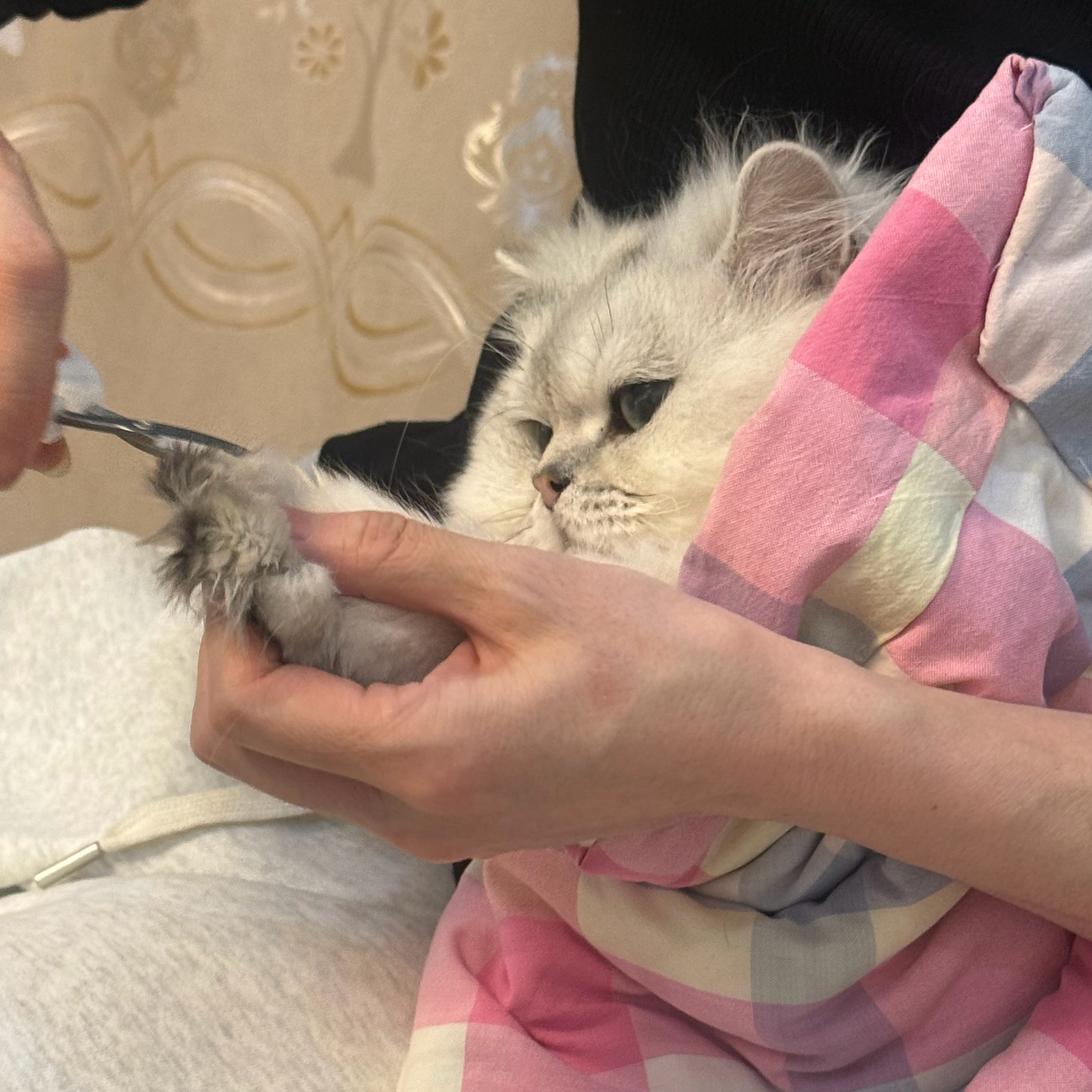 虽迟但到（因为我把除夕春节记错时间了 就让他们晚一天做年夜饭）新年快乐！