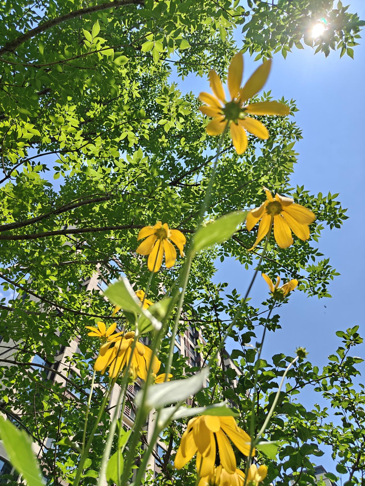 夏日生活打卡季骄阳下盛开的太阳花