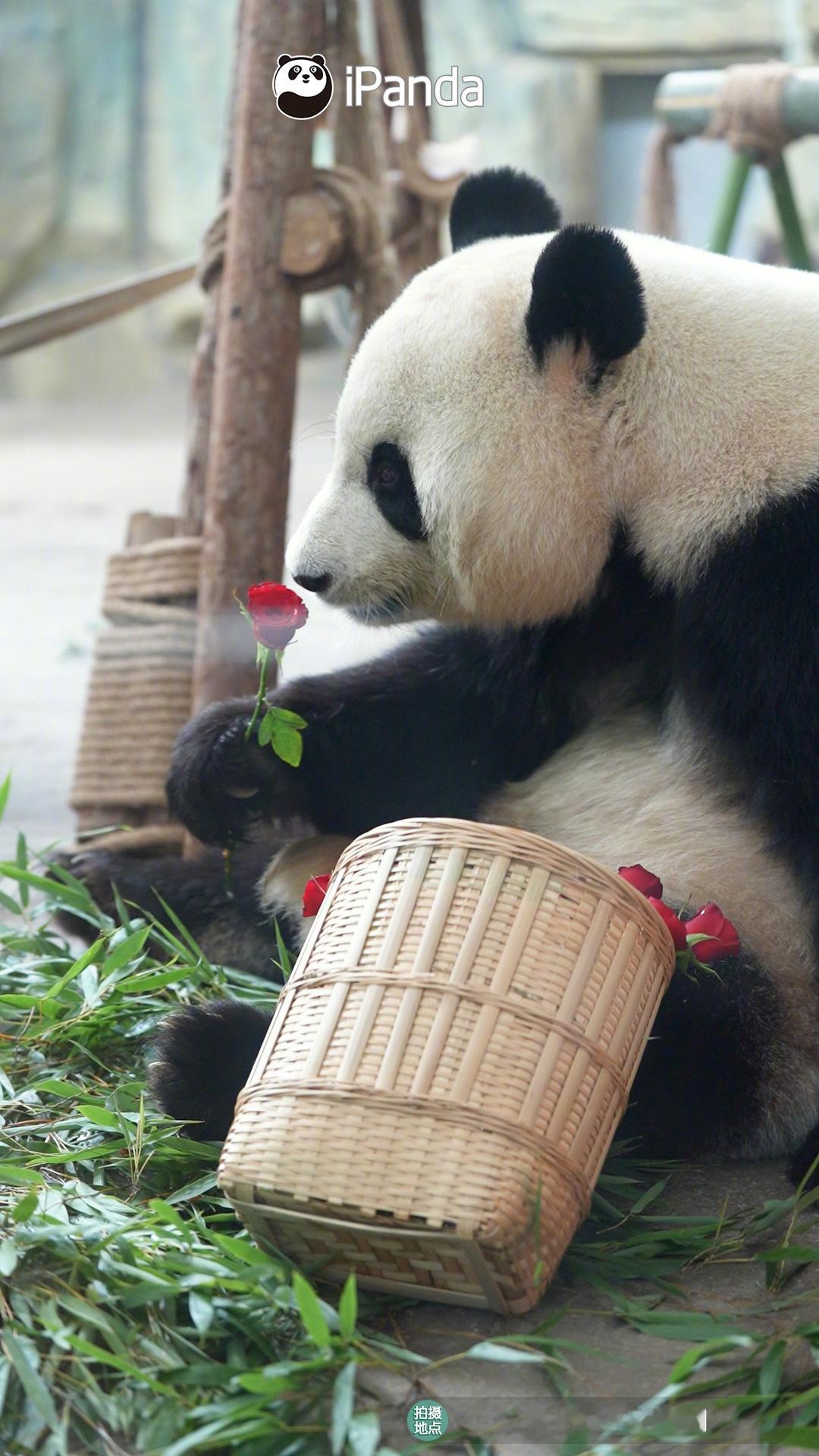 ⌯'▾'⌯鲜花配美熊，这怎么能不算浪漫呢？🌹🌹🌹#大熊猫优浜[超话]# ​