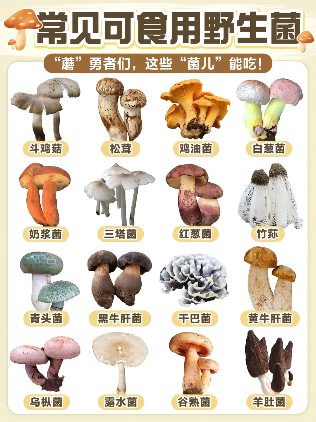云南人集合！这份可食用野生菌图鉴收好🍄
