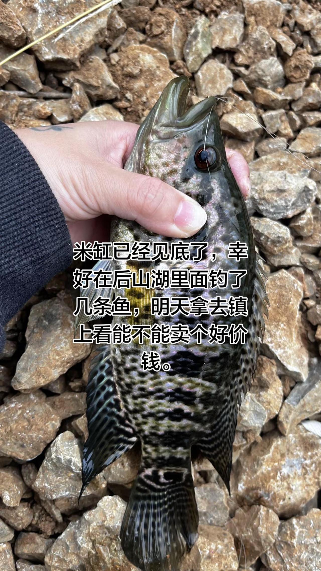 野钓 淡水石斑鱼