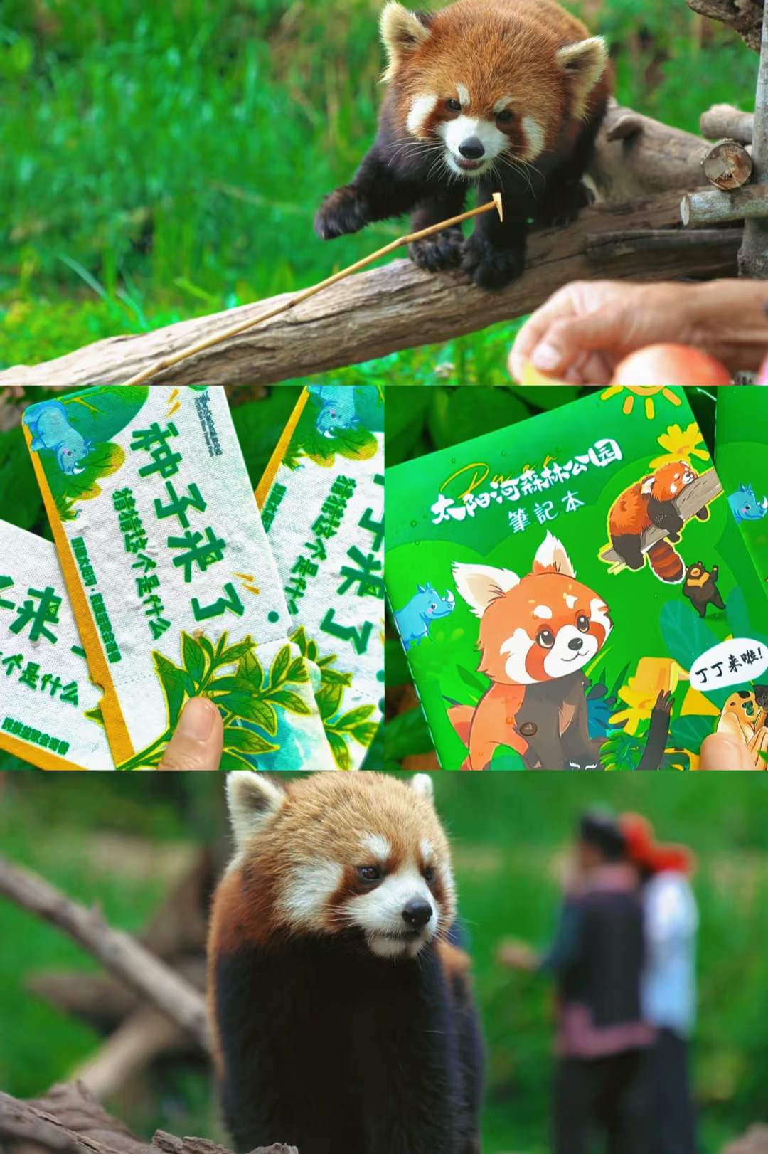 人少景美反向出游！普洱太阳河森林公园