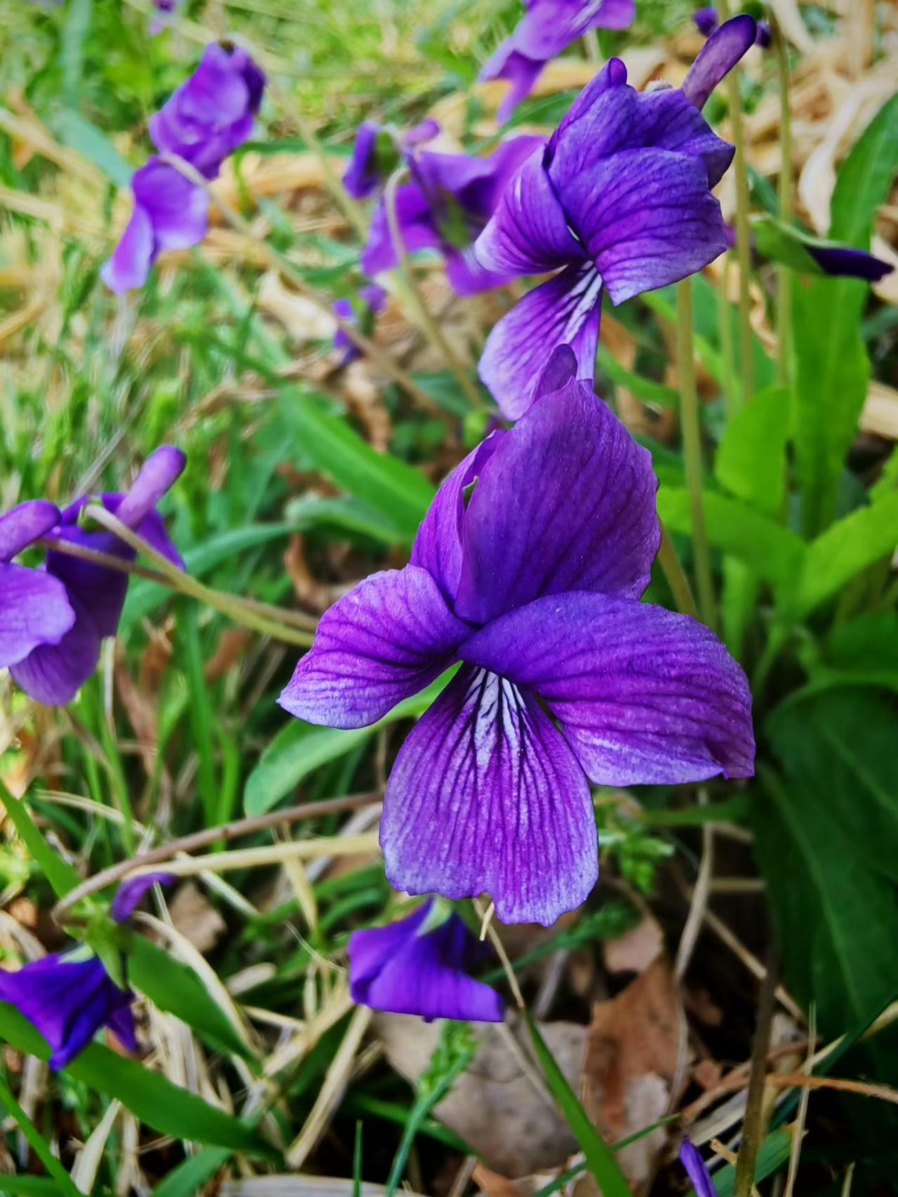 沂州城外满眼春，银雀山前观花人。
​老僧寺旁听泉水，不屑纷杂惹红尘。
​滨河燕归
