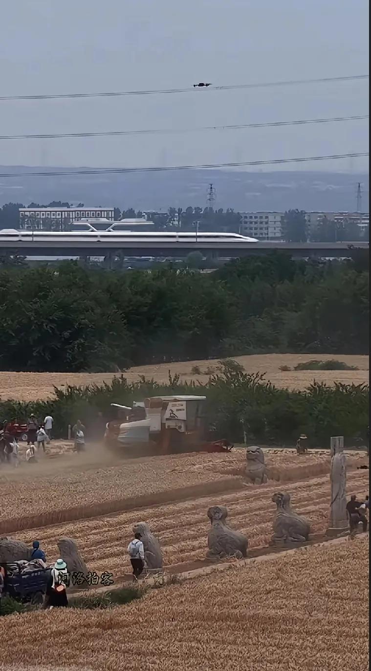 这张图意义非凡，古今时空交错辉映。

又到了麦田丰收的时节，田下人民多欢乐。
