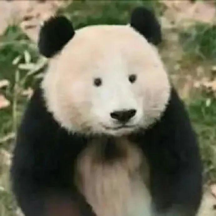 微信热门表情包：太棒了！02（温馨提示：分享到wx或者电脑版可以保存表情包）