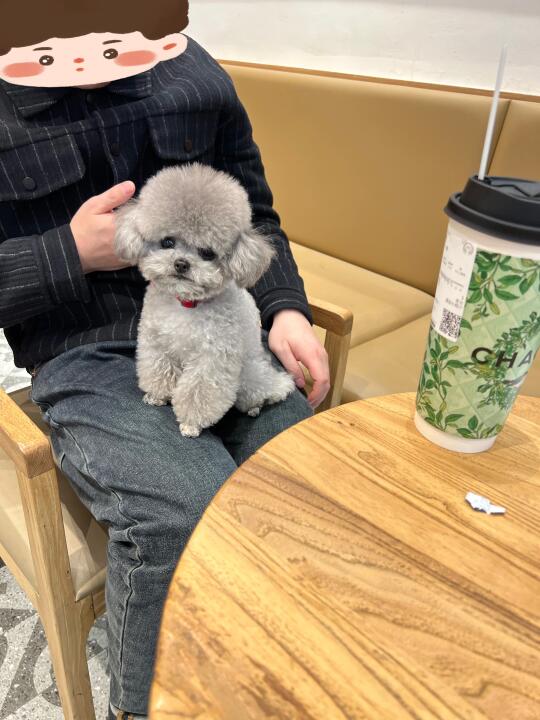 谁家好小狗坐这喝奶茶啊☕️