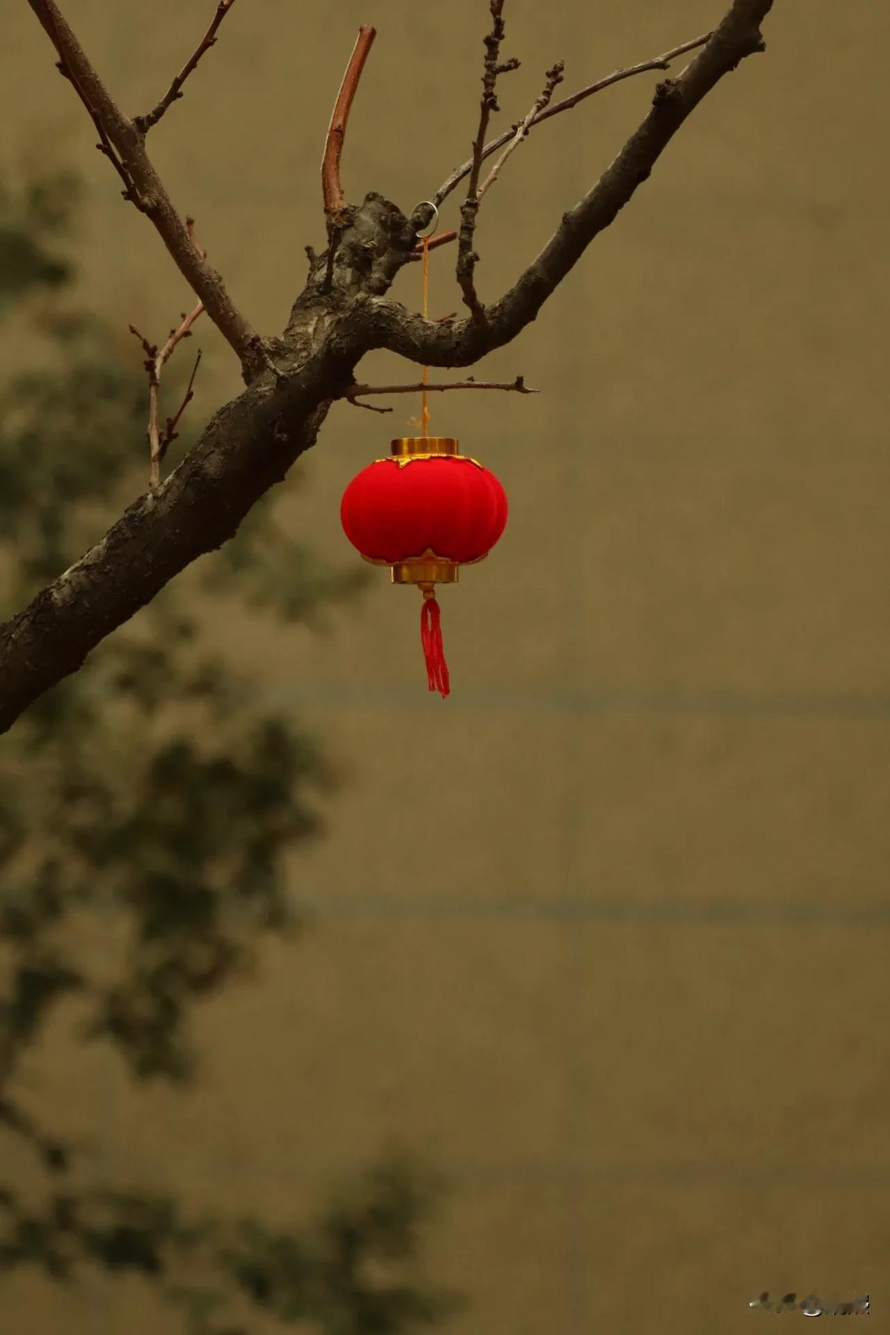 树枝上悬挂着盏红灯笼，散发着新年的喜庆氛围。

天南地北大拜年 摄影原创: