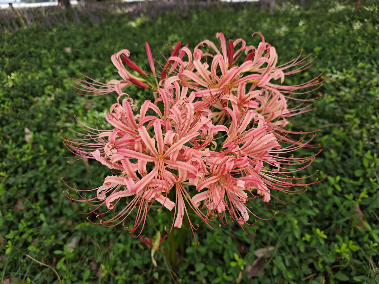 如果你想去去杭州植物园观赏花卉就是有个忠告，出来的时候千万别选西门，没法打车。