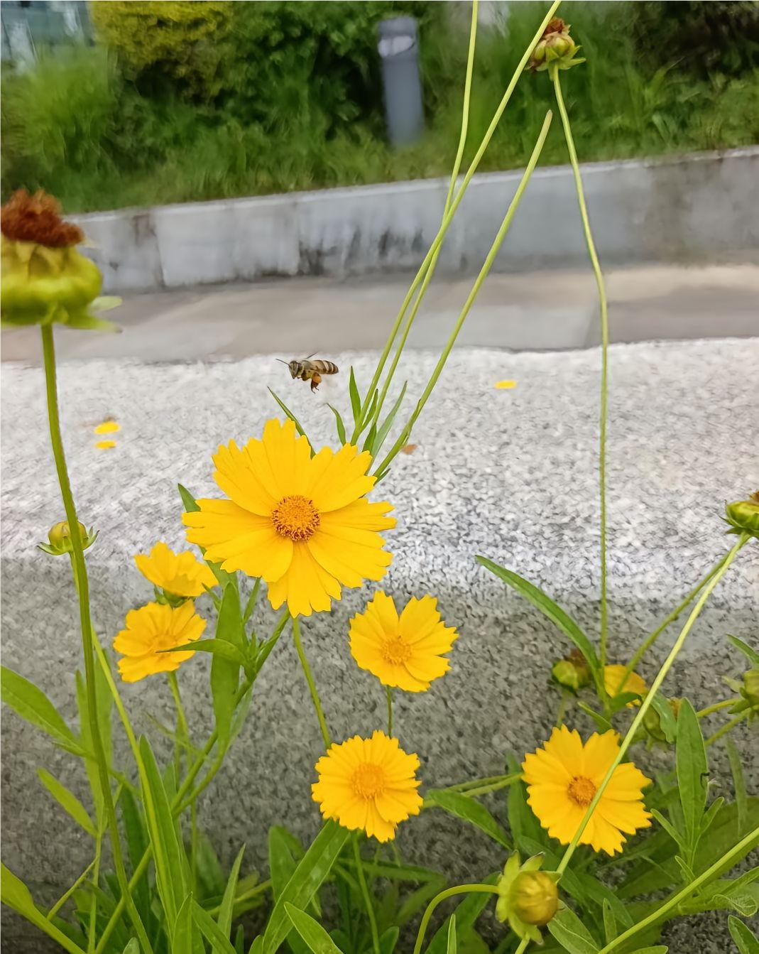 娶了个祖宗？
同事的儿子结婚不到一年就离了？究其原因就是一个字：懒，两个字：太懒