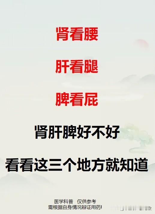 肾看腰，肝看腿，脾看屁，肾肝脾好不好，看看这三个地方就知道！

#脾胃##中医#