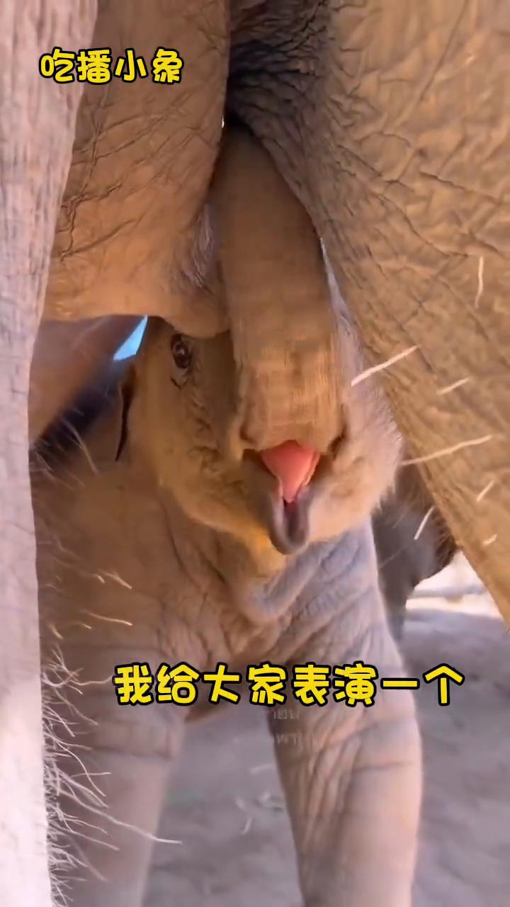 吃播小象开播啦。
hello，我给大家表演一个轻轻含着奶嘴，然后用舌头挤压就能喝