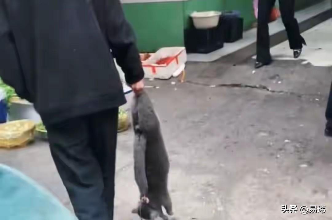 太残忍了！这天一只流浪猫实在太饿了，于是就跑到一位老人家准备乞食，谁知老人非但不