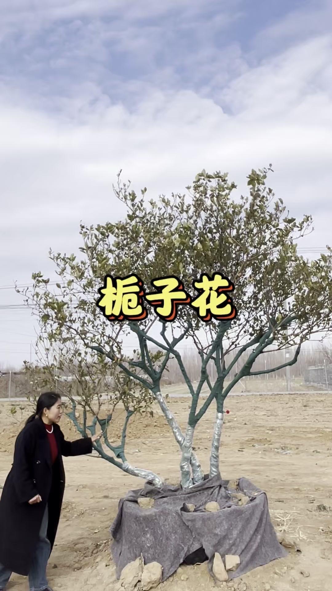 北方也能养四季常绿的栀子花！冬天不怕冻，室外就能安全过冬，叶片全年翠绿，摆在庭院