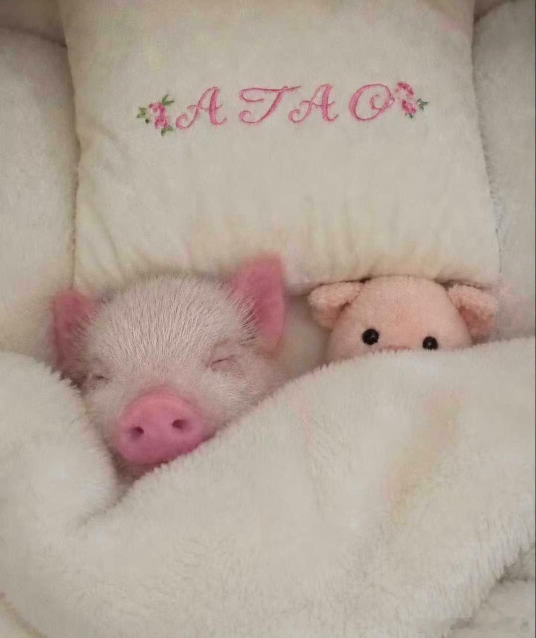 分享图片 