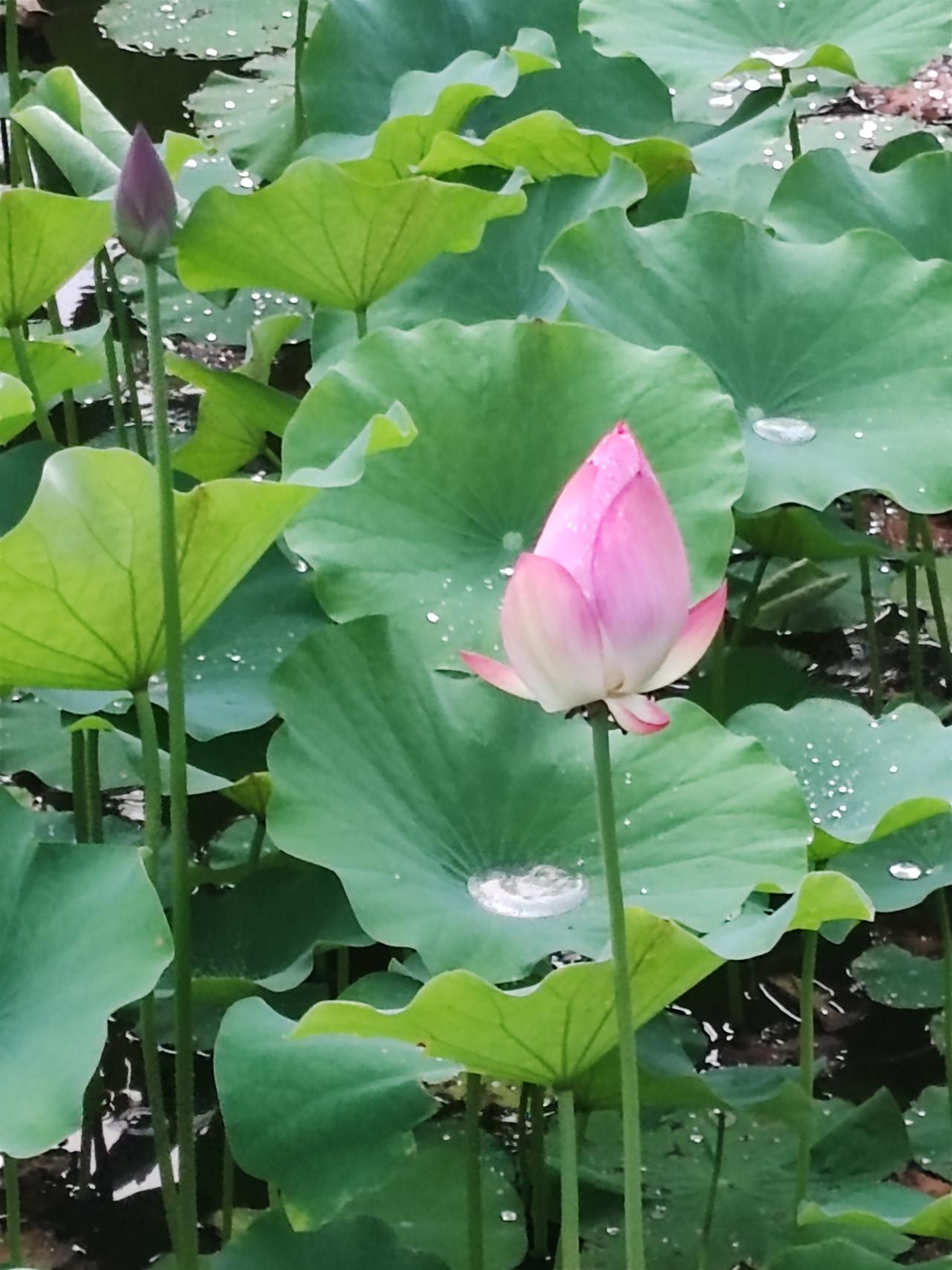 无德何言寿，又不是官宦大家，也不是举世闻人，小老百姓，自己家人过个生日就行了。搞