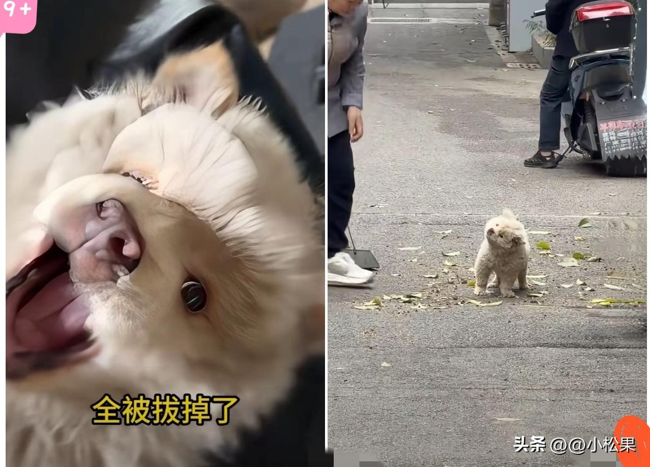 大恶毒了！一只小狗，竟然被人狠心拔光了牙齿，太残忍了！
 
这只小流浪狗才刚刚失