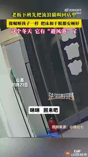 山西一名女子经营着一家鞋店，每次晚上下班回家前，她都会把经常投喂的流浪猫叫进店里